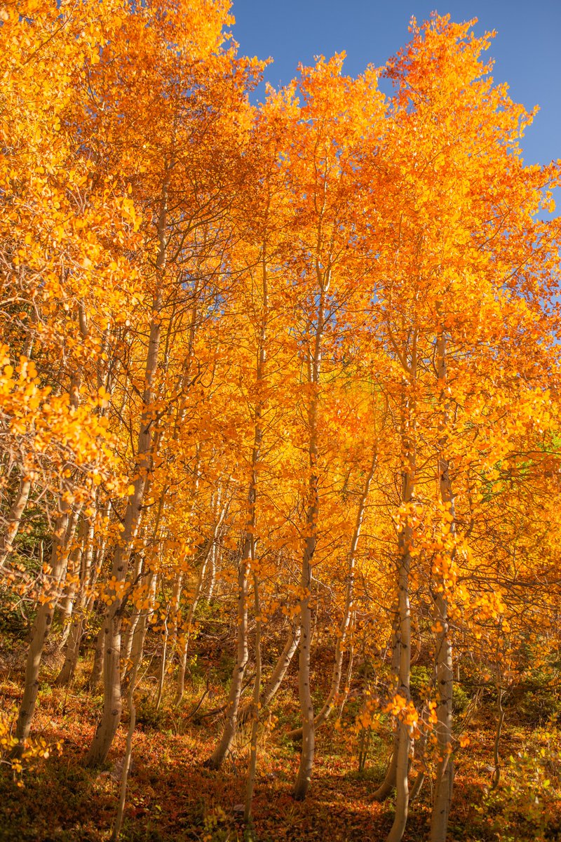 Kristin_Mae's tweet photo. I love these colors so much. https://t.co/KfYUZdmZc6