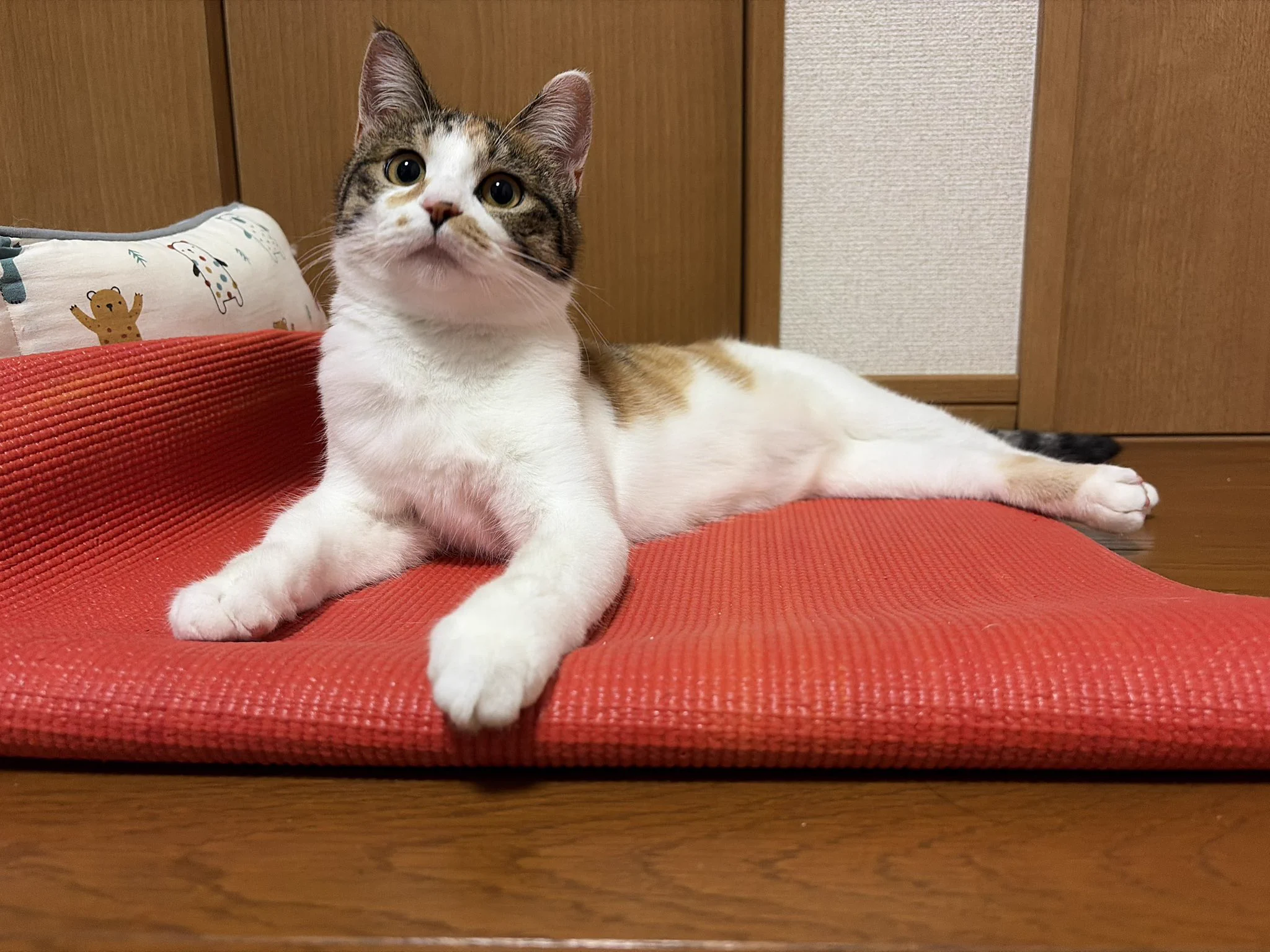 ミニ四駆 サムカワサーキット on X: 