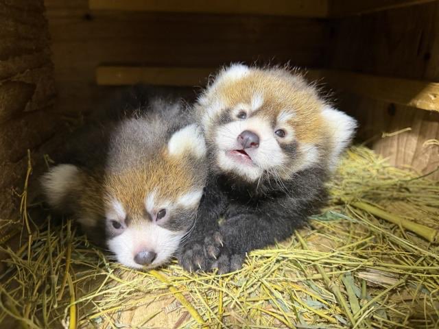 nishiyama_zoo's tweet photo. 【かんたとアケビの赤ちゃん一般公開と
愛称募集の開始について】

レッサーパンダのかんたとアケビの間に7月8日にうまれた赤ちゃん2頭について順調に成育していることから一般公開と愛称募集を開始します。

詳細はこちら
https://t.co/LG1vYu4CVS https://t.co/F9CNa1ArOf
