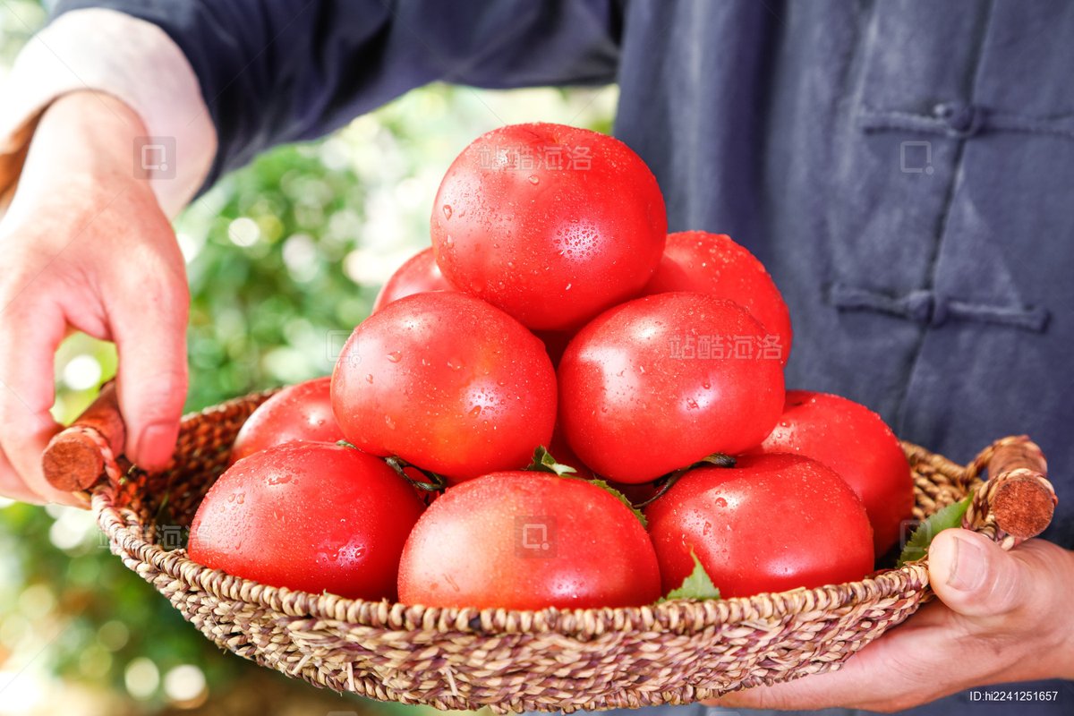 ChrystalDekj's tweet photo. Just tried the new organic cherry tomatoes from local farms! Sweet, juicy, no bitter aftertaste at all—perfect for salads or snacking.  Highly recommend picking them up this week!， https://t.co/07sBJkqRwM