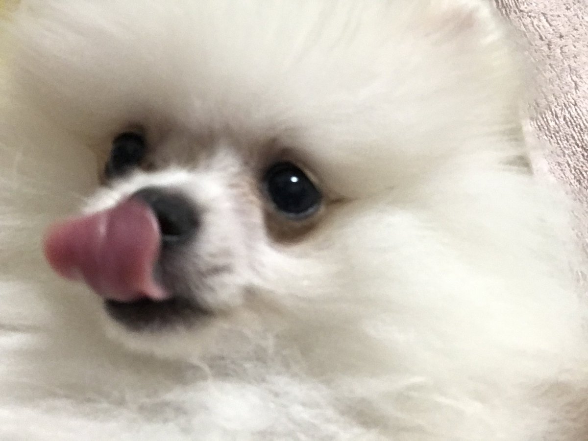 0523mochichi's tweet photo. パピ時代🍼 https://t.co/ecIS2ZEKUF