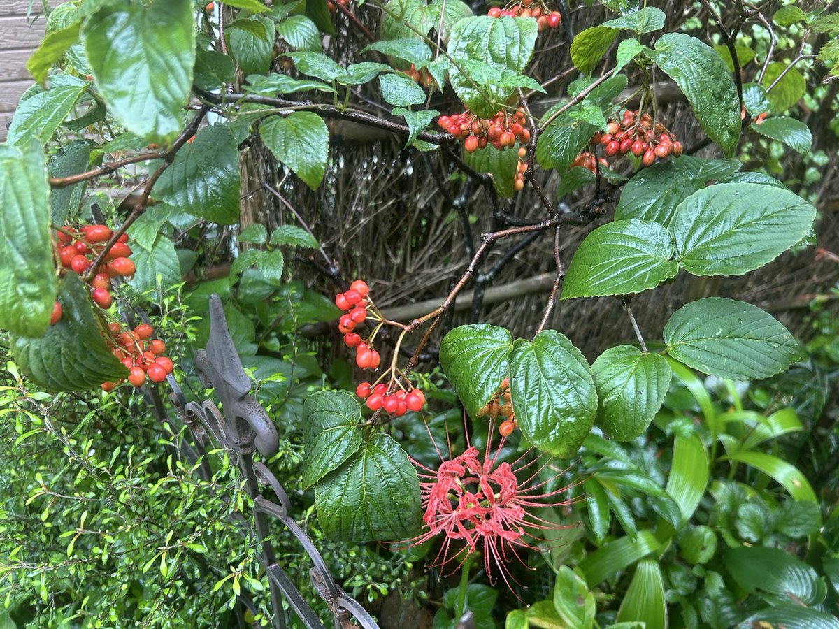 nekoniwagatari's tweet photo. 赤の競演

秋彼岸も今日でお終い🍂
雨に打たれて花茎が倒れてしまう前に、最後の彼岸花をお届けです。

赤みを帯びてきた風鈴莢蒾を添えて(꜆˘͈📷˘͈꜀)ˉ̶̡̭̭ෆ ﾊﾟﾁﾘ

#ヒガンバナ
#フウリンガマズミ https://t.co/XN9w1ioCXp
