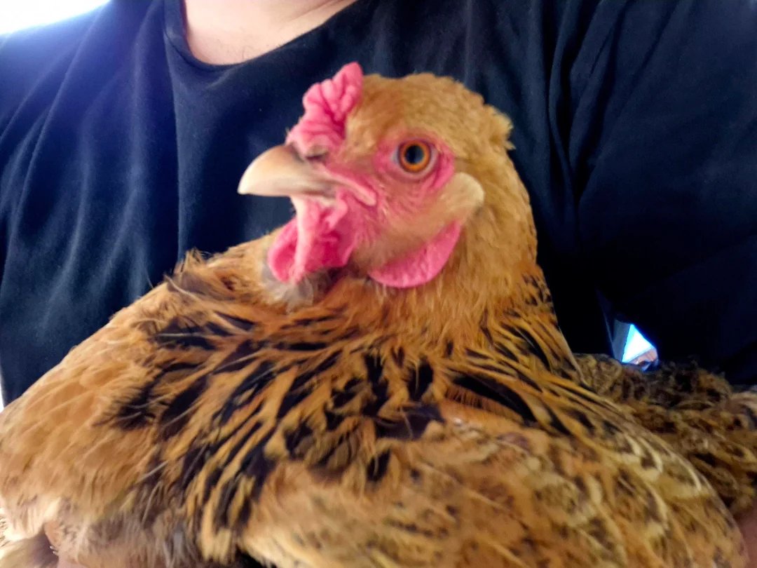 itzsagka's tweet photo. Someone actually emailed GabeN asking Valve to add their pet chicken Bibi to CS2 😭

Bro even said he’d play at 15 FPS just to see her running around the map 💀

Forget anti-cheat. Forget operations.

Valve, we have one priority now. Get Bibi in CS2. 🐔 https://t.co/BnSsMo6OgB