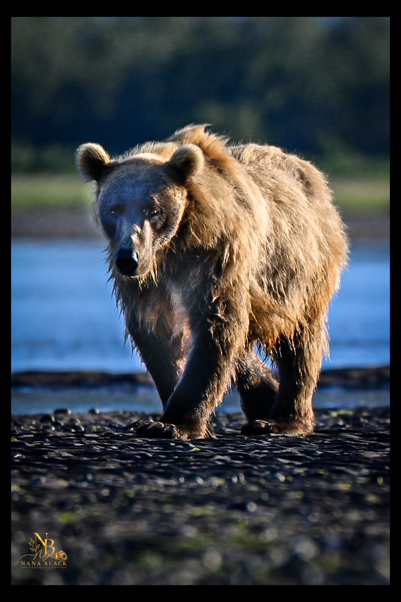 drkathiemblack's tweet photo. From flying water to quiet concentration, the fishing brings plenty to watch. Then Shaggy Bear comes strolling in.
A few more moments from Katmai Day 2—each with a story of its own.
#Katmai #AlaskaBears #BrownBears #WildlifePhotography #BearBehaviour https://t.co/RNckHgIPdw