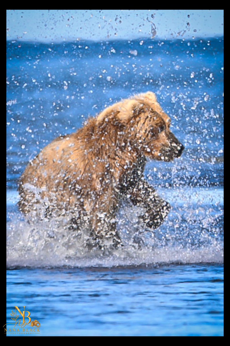 drkathiemblack's tweet photo. From flying water to quiet concentration, the fishing brings plenty to watch. Then Shaggy Bear comes strolling in.
A few more moments from Katmai Day 2—each with a story of its own.
#Katmai #AlaskaBears #BrownBears #WildlifePhotography #BearBehaviour https://t.co/RNckHgIPdw