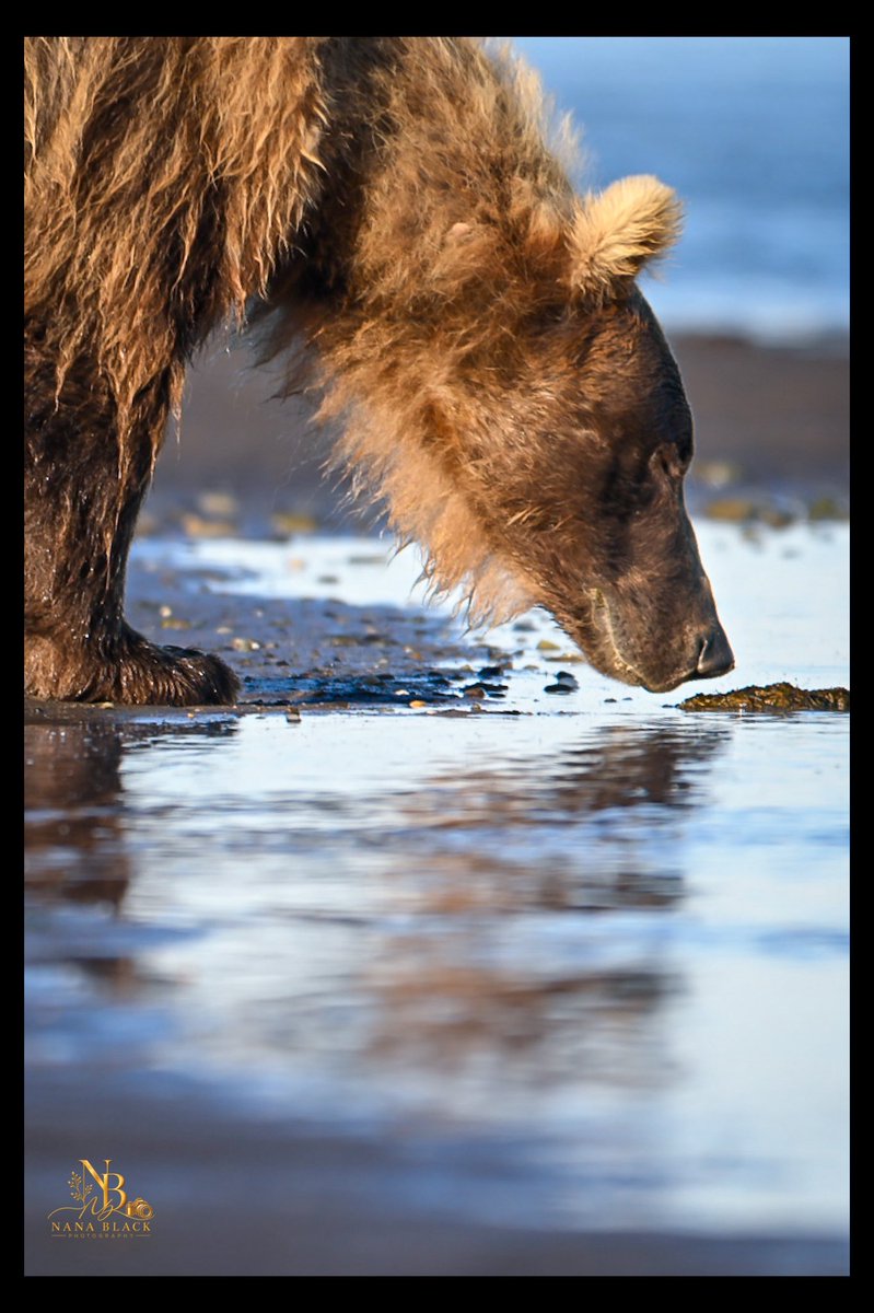drkathiemblack's tweet photo. From flying water to quiet concentration, the fishing brings plenty to watch. Then Shaggy Bear comes strolling in.
A few more moments from Katmai Day 2—each with a story of its own.
#Katmai #AlaskaBears #BrownBears #WildlifePhotography #BearBehaviour https://t.co/RNckHgIPdw