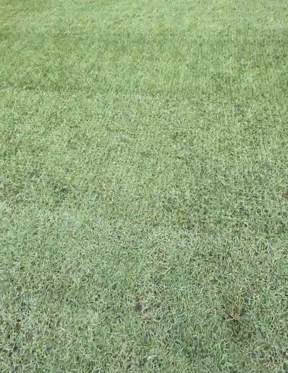 OG_Dabber's tweet photo. Excited for Cowboys vs. Ravens, but that field looks wack af... no way the NFL should be playing games on this low quality turf. The league needs to improve quality standards for all fields, incuding stateside. Nobody wants to see injuries bc of some bum ass grass... c'mon NFLPA https://t.co/u4tj3vumna