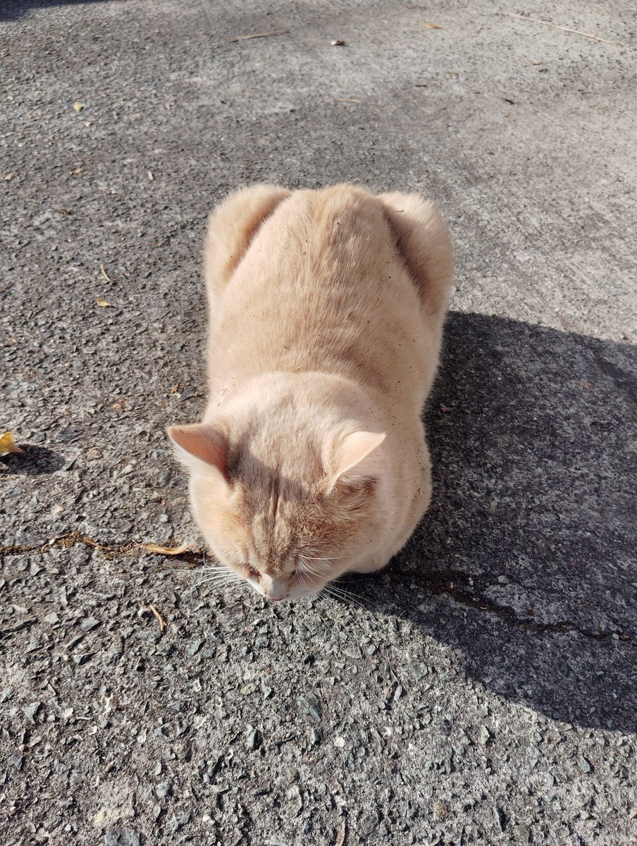 tetsuya32614708's tweet photo. ボリューミーな香箱座り
#猫 https://t.co/tJi59zoByb