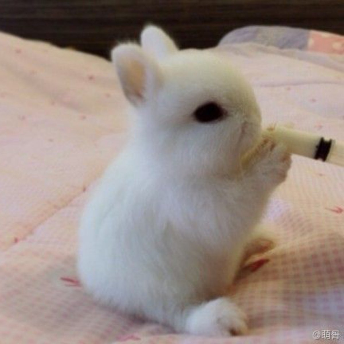 evenangelsdieee's tweet photo. bunny bunny bunny https://t.co/LuZ8DMNpyM