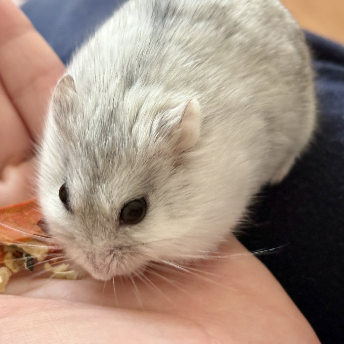 2828hamster's tweet photo. たった1分で長さが変わる生きもの https://t.co/YvdOR3A8Rs
