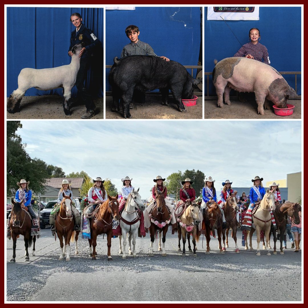 firstccu's tweet photo. That's a wrap on the Harney County Fair &amp; Rodeo! 🐑🐖 We were honored to be a show sponsor for the Harney County Livestock Auction. Seeing the hard work and dedication they put into raising their animals is truly inspiring. Can’t wait for next year! 🤠✨ https://t.co/Tm1nztMJLt