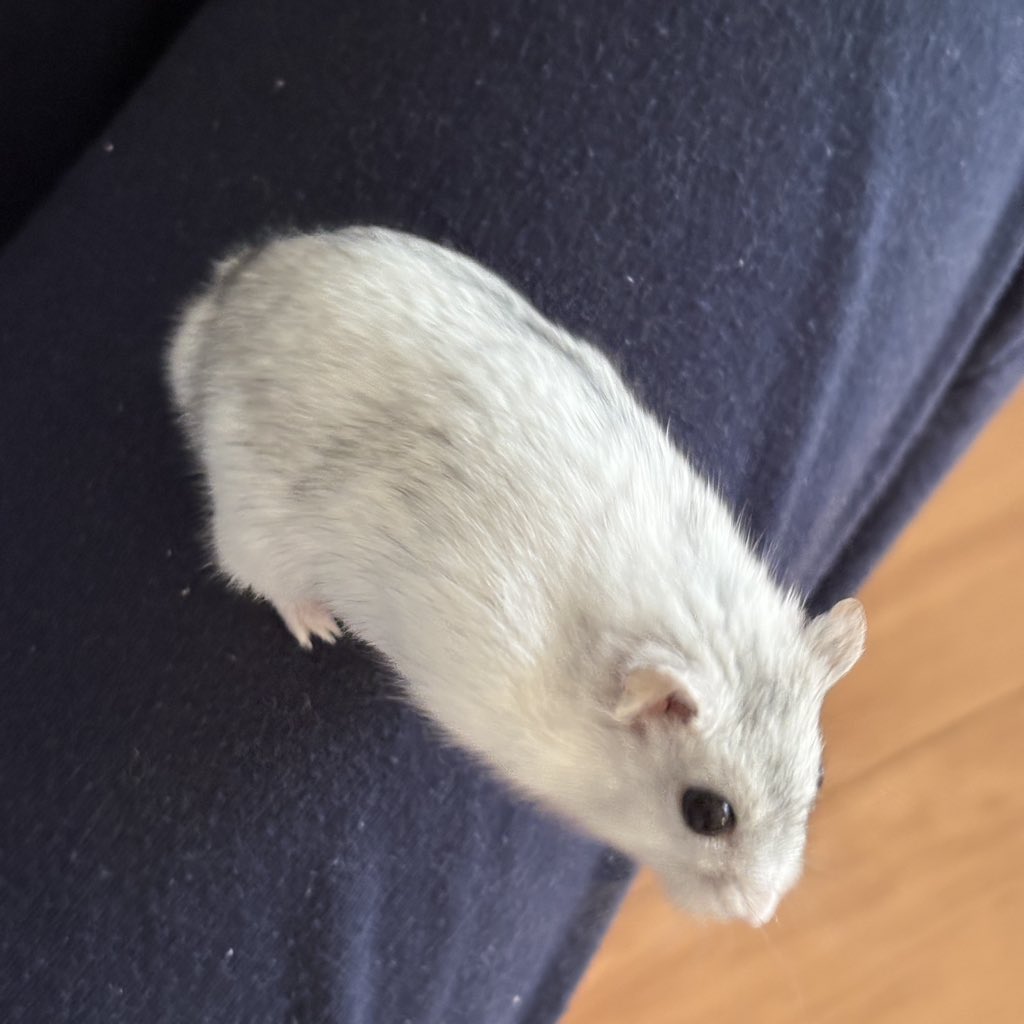 2828hamster's tweet photo. たった1分で長さが変わる生きもの https://t.co/YvdOR3A8Rs