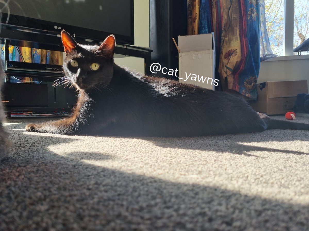 cat_yawns's tweet photo. Your reminder that Nocturne is also a pretty boy https://t.co/yv15ok82Mo