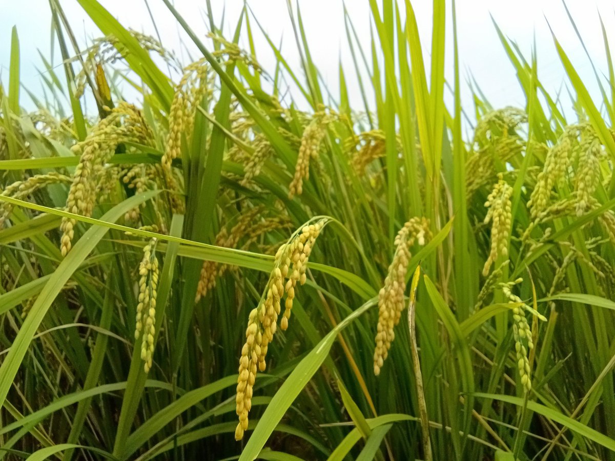 Yuinyan_0630's tweet photo. 涼しくなってきたね
秋の色ありがとう🌾✨

#阿部野神社 #北畠顕家
#三島由衣 https://t.co/zEdvelW7Fa