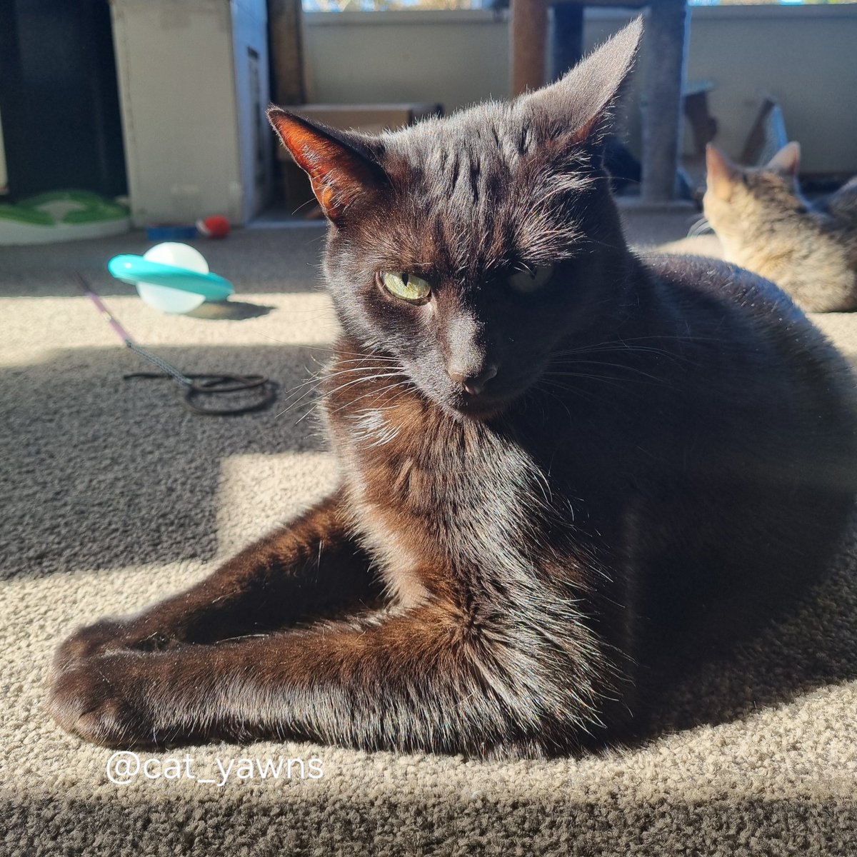 cat_yawns's tweet photo. Your reminder that Nocturne is also a pretty boy https://t.co/yv15ok82Mo