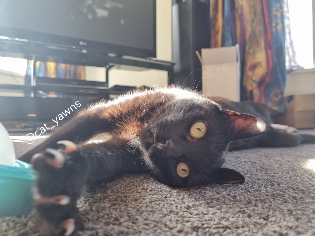 cat_yawns's tweet photo. Your reminder that Nocturne is also a pretty boy https://t.co/yv15ok82Mo