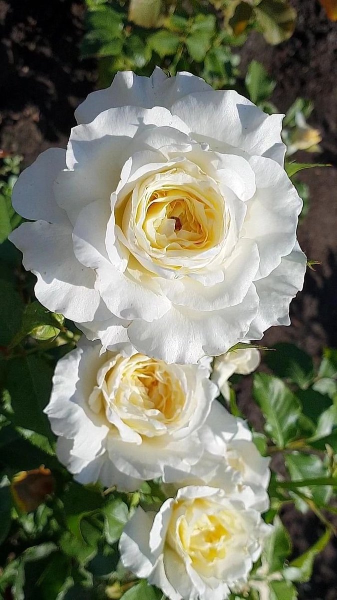 vikasknirmal's tweet photo. @maype7 @suzy_sakaki @natural77384672 @masakionji @Paula_fantasia @enriquillo2 @aa0921629853 @Anna1531711 @june_dewild @PhilxxUK @sheriran95 @Alexa17101614 @SophiaHarr54006 @a_zicc @zyx29 @lhkjade921 @emilyk_id @johnsplash820 @Make_u2_happy @katiemusher @rainaofficial01 @SuzanneLepage1 @1redroc @eoff_sylvia @lu_a_h_kook @RoseLillie_na @Lilli_fb @mindfulheal @gary_hensel @VikaPuta @Alexhia_0 @aleeza_kaur @lilfallonmelons @2white_jets @KarenBarryDavi1 @Marietta117 @EmmanuelKaglan @Veronika_Mazina @gtimenov @olivarthur399 @Juliana_Fadeeva @andrea_ilrga @wonceptual @Vlada_Ulisova @GowellPaul @HopeHunk @smc_su @Cover3Boston @SnowWhiteRina 🙏#GoodMorning 🌺#Friends 
💕People with great passion can make the impossible happen https://t.co/VD6ykE9yit