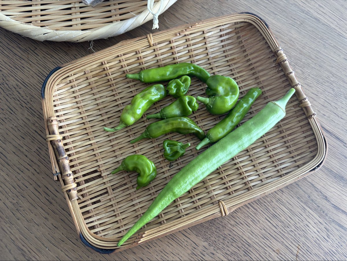 MetsanChattailu's tweet photo. 日々の収穫｜
シシトウとオクラ。

オクラは約20cmにも成長してました。
秋野菜に移行したいのですが、なかなかチャンスが訪れません。

#家庭菜園 https://t.co/zTwFL8fEP8
