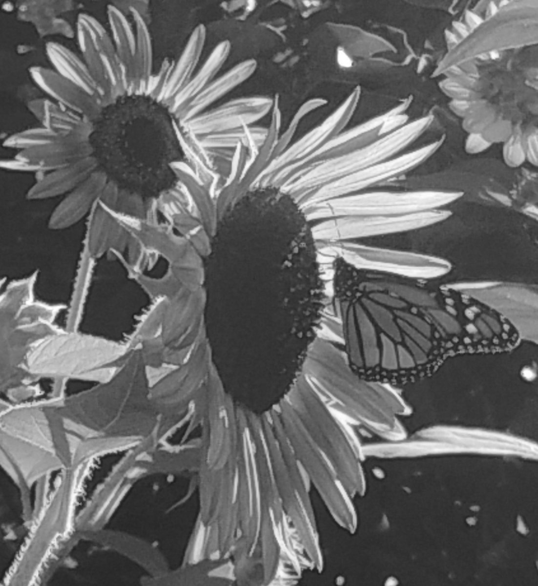 GNAW401491's tweet photo. #KongD. #Phtotography #Blackandwhitephoto https://t.co/v28EoPEI6Z