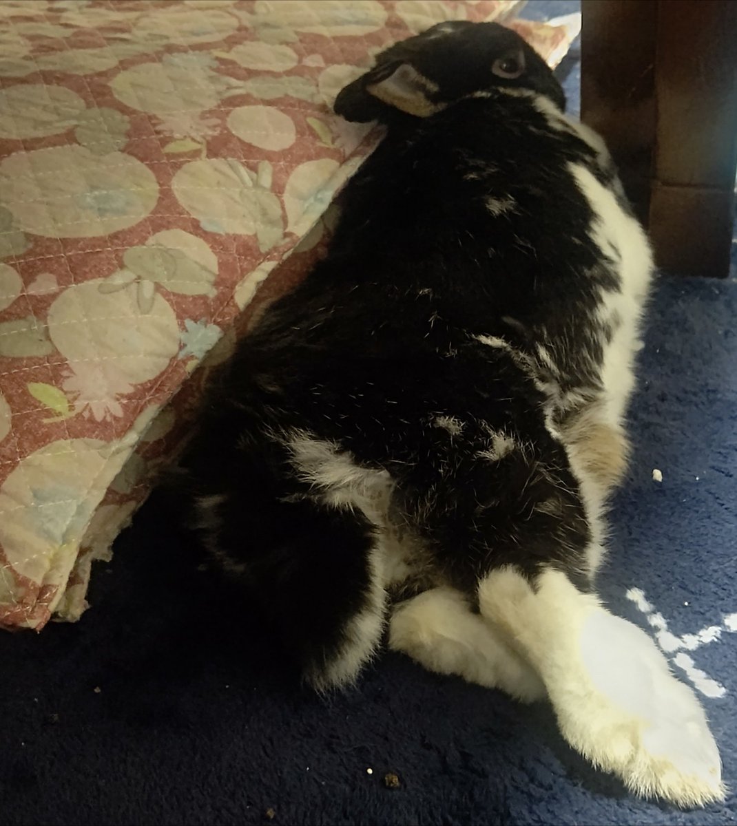 Volvo0777's tweet photo. 🐰モモは コテンして のびている
と思っていたら 涼しさもあってか
脚に はさまれにきて 😪💤💤 https://t.co/ssVtBlQgCI