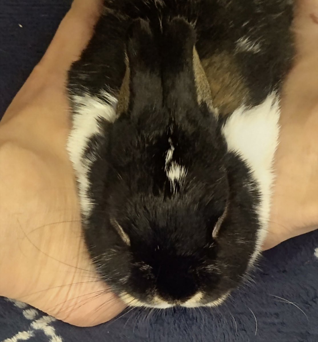 Volvo0777's tweet photo. 🐰モモは コテンして のびている
と思っていたら 涼しさもあってか
脚に はさまれにきて 😪💤💤 https://t.co/ssVtBlQgCI