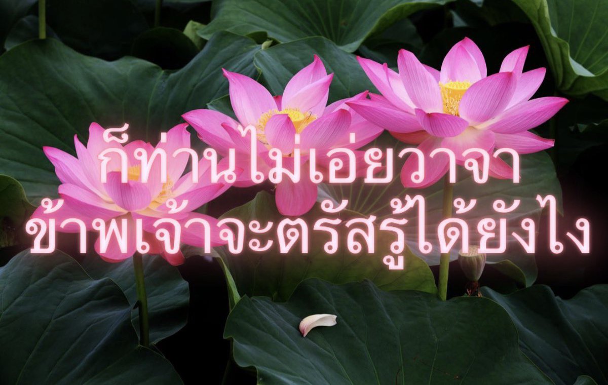 Iaunza's tweet photo. ใครเขาจะไปตรัสรู้หล่ะ https://t.co/arMKU8NJ3H