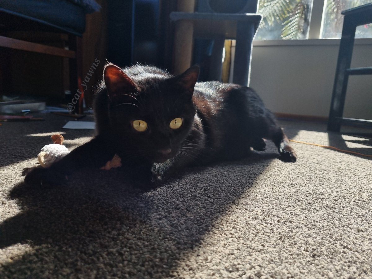 cat_yawns's tweet photo. Your reminder that Nocturne is also a pretty boy https://t.co/yv15ok82Mo