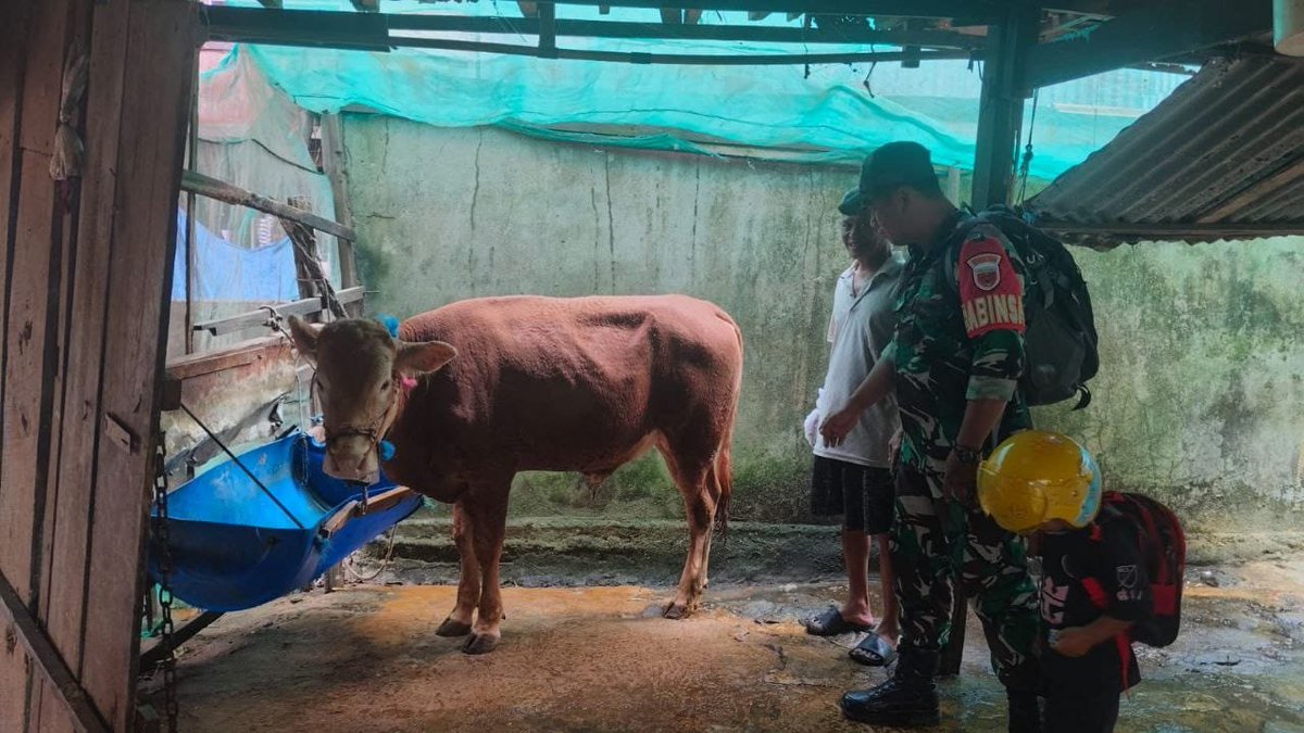 KODIM__1404_PRG's tweet photo. Mencegah penyebaran Penyakit Mulut dan Kuku (PMK) pada hewan ternak, Babinsa Koramil 1404-02/Mattiro Sompe, Serda Aksan, melaksanakan pemantauan ternak sapi milik warga di Lingkungan Ujung Tape, Kelurahan Pallameang, Kecamatan Mattiro Sompe, Kabupaten Pinrang, Sabtu (26/9/2026). https://t.co/x73xSgahWB