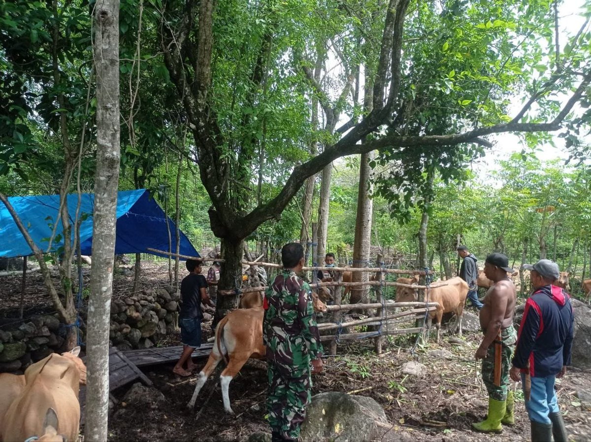 KODIM__1404_PRG's tweet photo. Mencegah penyebaran Penyakit Mulut dan Kuku (PMK) pada hewan ternak, Babinsa Koramil 1404-02/Mattiro Sompe, Serda Aksan, melaksanakan pemantauan ternak sapi milik warga di Lingkungan Ujung Tape, Kelurahan Pallameang, Kecamatan Mattiro Sompe, Kabupaten Pinrang, Sabtu (26/9/2026). https://t.co/x73xSgahWB