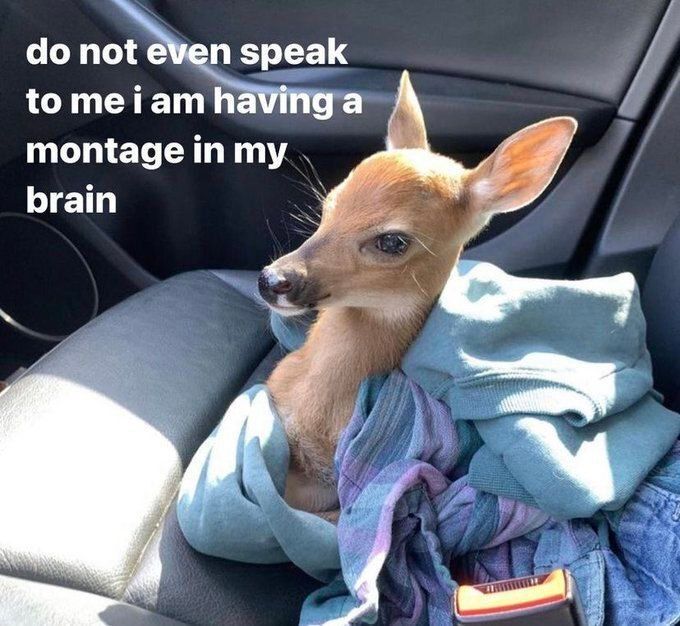 deershouldnt tweet picture