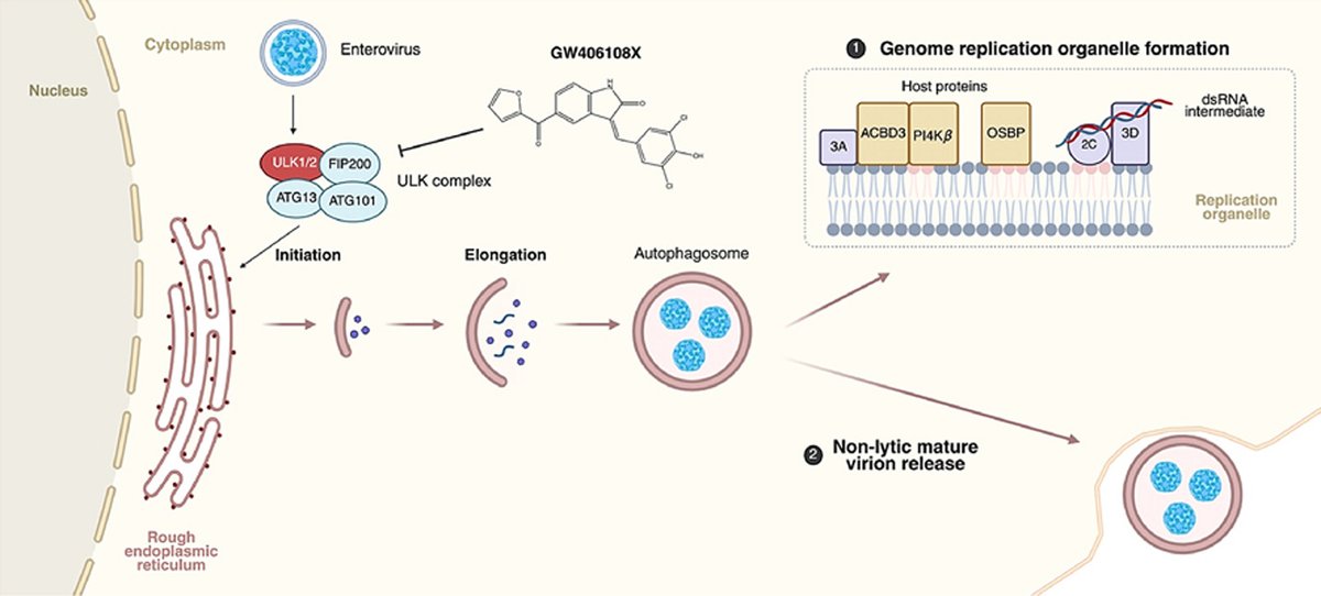 ActaPharmSinB's tweet photo. Article✍️#Preclinical evaluation of #GW406108X, a broad-spectrum therapeutic blocking #ULK1/2-mediated #autophagy to #inhibit #enterovirus #replication. From Dr. Chu @NationalUniversityofSingapore;@NUSingapore; @ElsevierConnect; @Sciencedirect. 
https://t.co/9pqPUC7fRT. https://t.co/4o2HMRwXyX