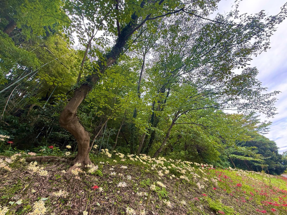 AKEY76016001's tweet photo. #キリトリセカイ
#myworldinonepicture 

『白曼珠沙華の群生』 https://t.co/2Z0dzlgqmU