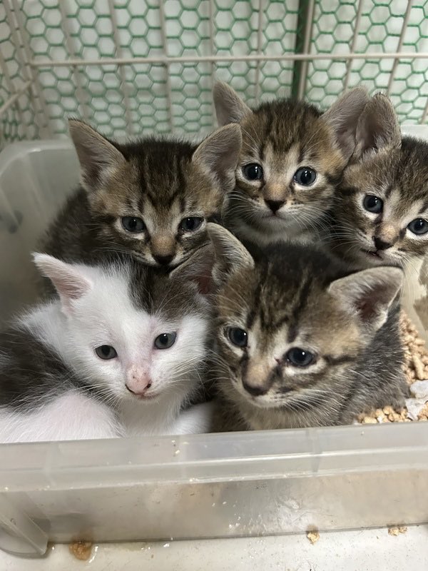 satoya_boshu's tweet photo. 可愛い子猫たち。里親さん募集
推定0歳1ヶ月
♂・♀ 熊本県

白黒1匹、キジトラ4匹です。
トイレトレーニング済み。カリカリ、缶詰を食べます。人に慣れていて、近寄ると鳴いて寄って来ます。 https://t.co/gyHANSYDyR