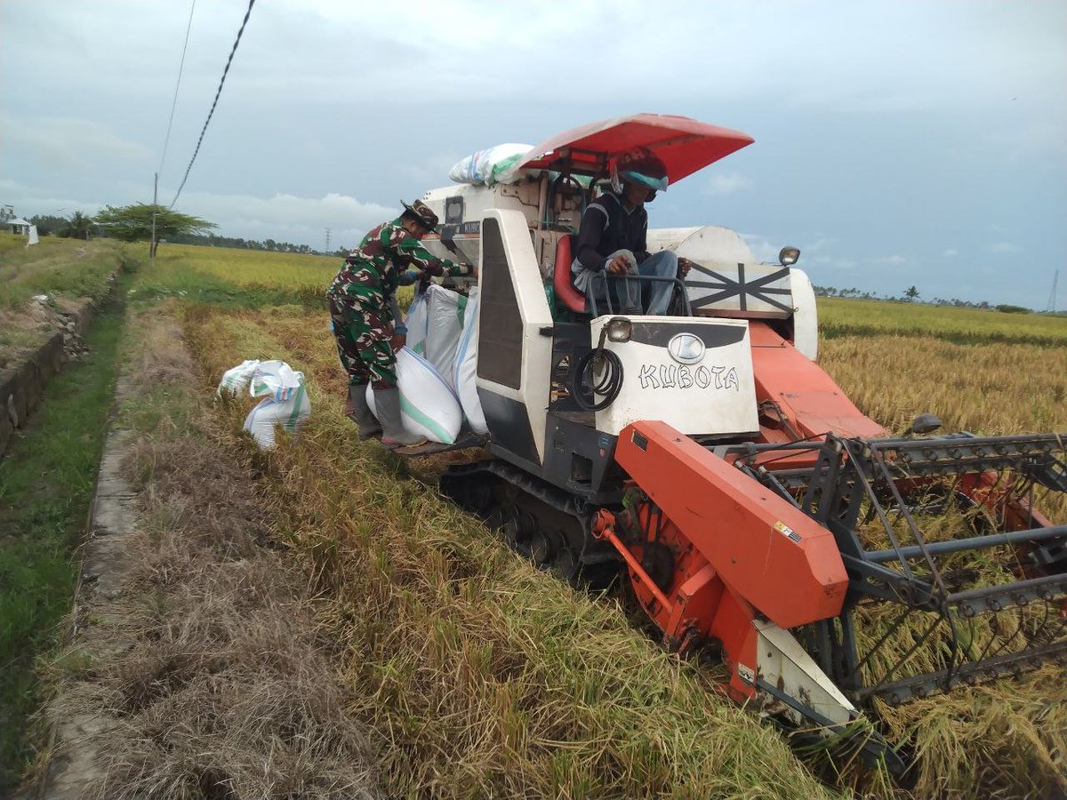 KODIM__1404_PRG's tweet photo. Babinsa Koramil-04/Paleteang, Sertu Syahruddin turun langsung ke sawah untuk mendampingi petani melaksanakan panen padi di Lingkungan Kanni kelurahan Maccinnae Kec. Paleteang Kab. Pinrang, Sabtu 26/9/2026 https://t.co/645vTkhcs7