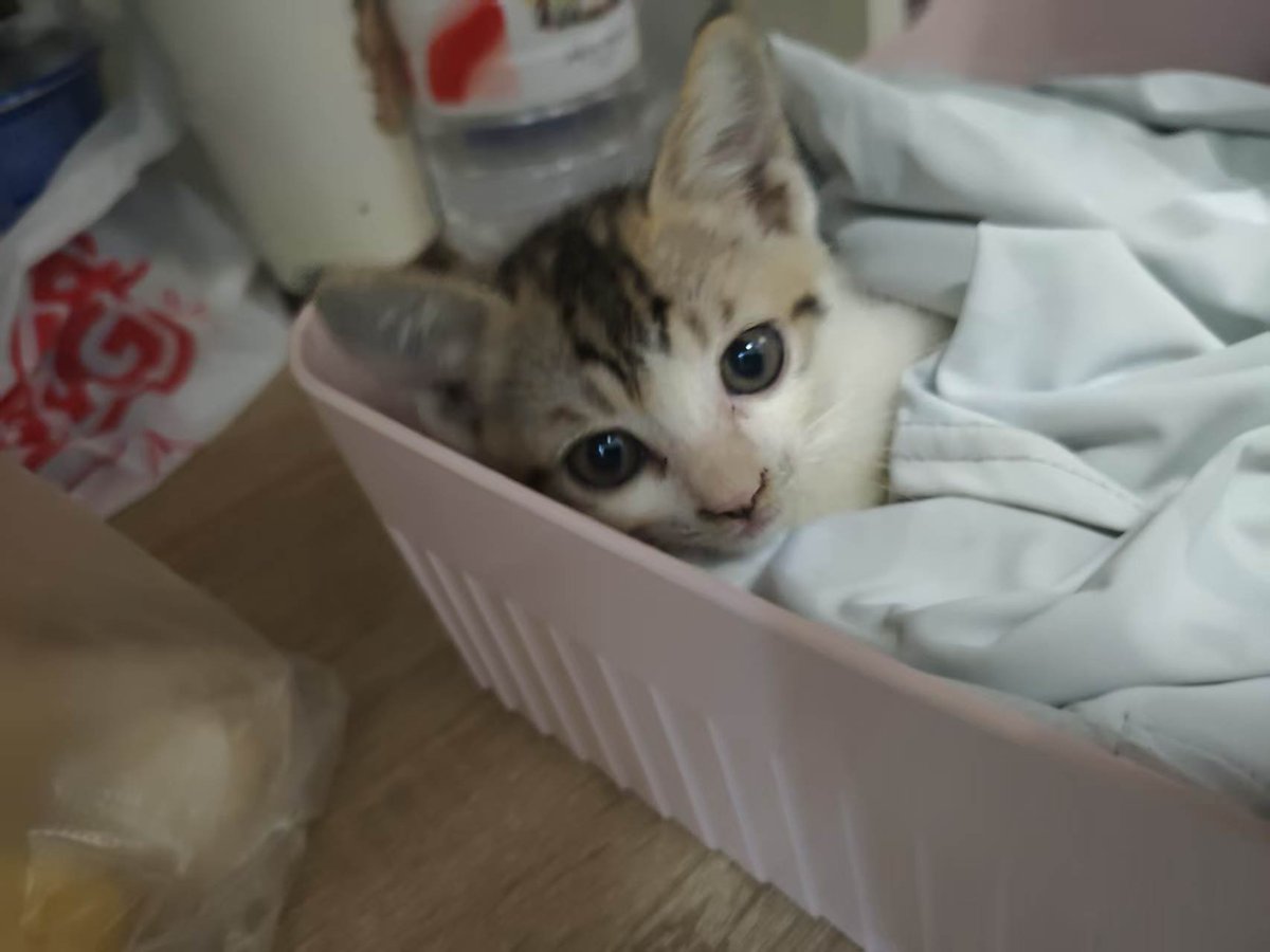xiaomao733's tweet photo. 好可爱的小猫！ https://t.co/xYT6SKee5p