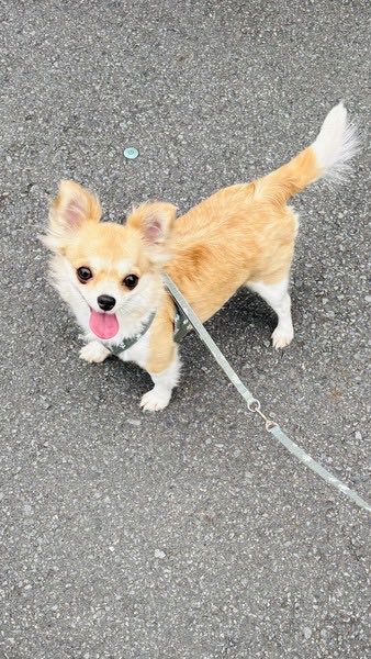 satoya_boshu's tweet photo. ♡にっこり甘え上手なイセッタちゃん♡
推定2歳6ヶ月
♀ 東京都

人が大好きで、初めての人にもすぐ甘えるようになります 
【吠え】人の出入りがあった時に吠えます
【散歩】練習中　外で排泄出来ます
【トイレ】シート認識あり　成功率7割
オーバーショット　残乳歯あり　避妊手術時臍ヘルニア処置 https://t.co/I6wOFavxK8