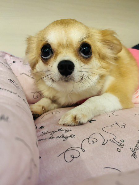 satoya_boshu's tweet photo. ♡にっこり甘え上手なイセッタちゃん♡
推定2歳6ヶ月
♀ 東京都

人が大好きで、初めての人にもすぐ甘えるようになります 
【吠え】人の出入りがあった時に吠えます
【散歩】練習中　外で排泄出来ます
【トイレ】シート認識あり　成功率7割
オーバーショット　残乳歯あり　避妊手術時臍ヘルニア処置 https://t.co/I6wOFavxK8