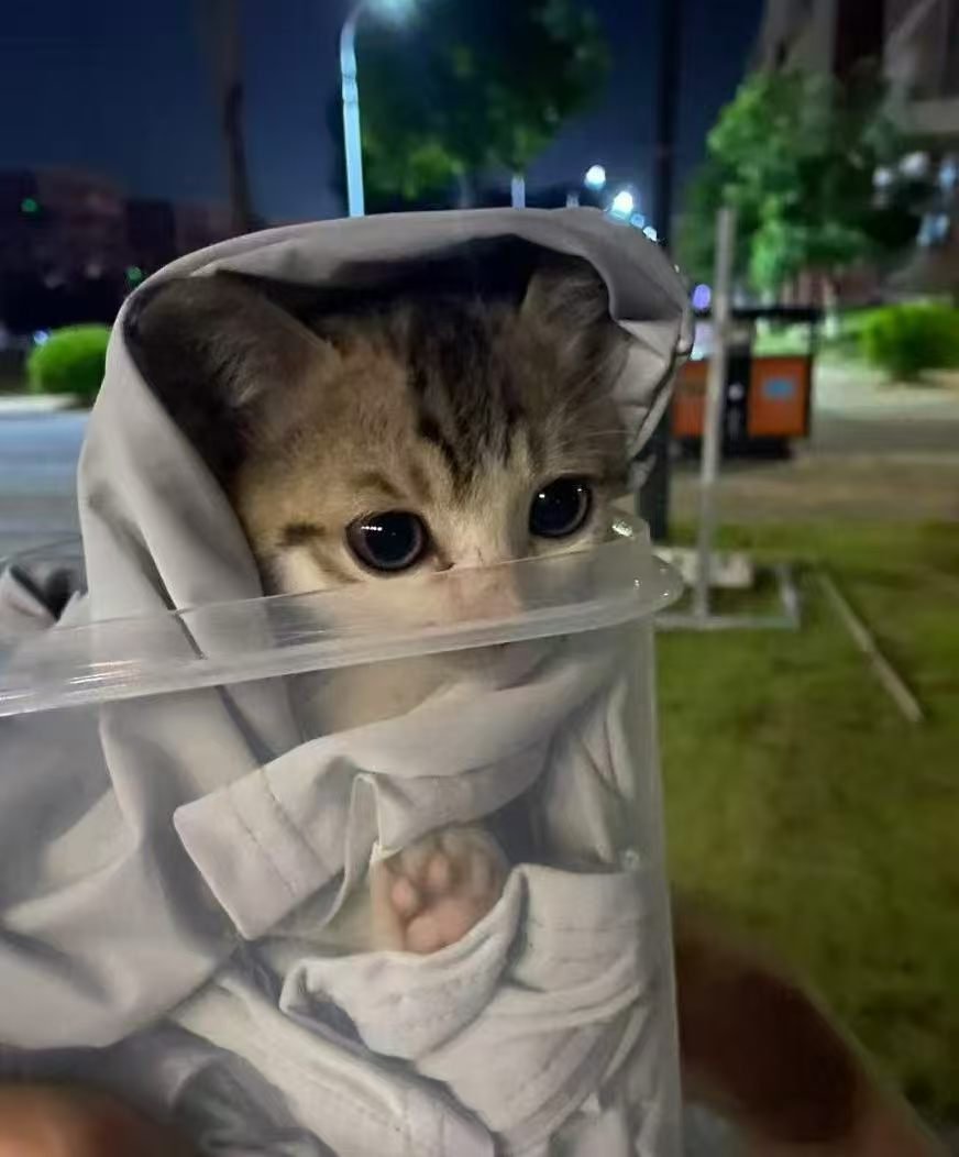 xiaomao733's tweet photo. 好可爱的小猫！ https://t.co/xYT6SKee5p