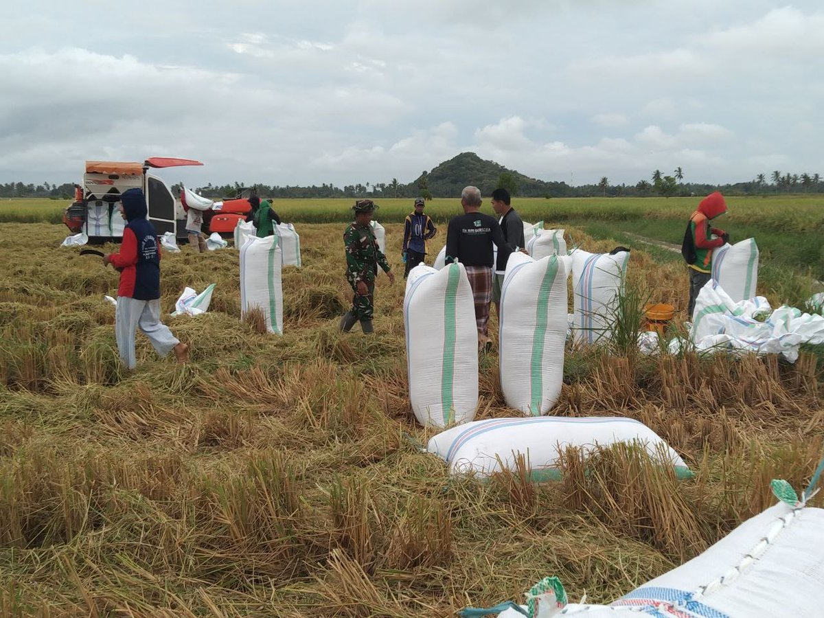 KODIM__1404_PRG's tweet photo. Babinsa Koramil-04/Paleteang, Sertu Syahruddin turun langsung ke sawah untuk mendampingi petani melaksanakan panen padi di Lingkungan Kanni kelurahan Maccinnae Kec. Paleteang Kab. Pinrang, Sabtu 26/9/2026 https://t.co/645vTkhcs7