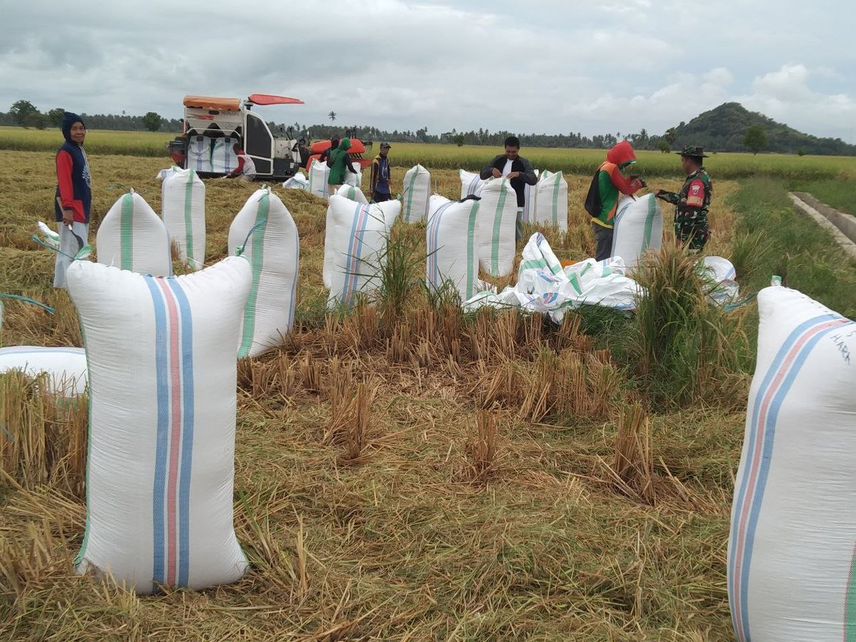 KODIM__1404_PRG's tweet photo. Babinsa Koramil-04/Paleteang, Sertu Syahruddin turun langsung ke sawah untuk mendampingi petani melaksanakan panen padi di Lingkungan Kanni kelurahan Maccinnae Kec. Paleteang Kab. Pinrang, Sabtu 26/9/2026 https://t.co/645vTkhcs7