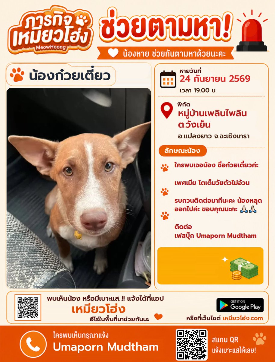MeowHoongTH's tweet photo. ตามหาสุนัข น้องก๋วยเตี๋ยว 

📍 พิกัด: หมู่บ้านเพลินไพลิน ต.วังเย็น อ.แปลงยาว จ.ฉะเชิงเทรา 

⚠️ เพศเมีย โตเต็มวัยตัวไม่อ้วน สีน้ำตาลแดง หน้าผากถึงจมูกและอกเป็นสีขาว หูตั้ง

📩 ติดต่อ Facebook: Umaporn Mudtham
🌐 https://t.co/dnWyKxIrYv 

#หมาหายฉะเชิงเทรา #แปลงยาว #เหมียวโฮ่ง https://t.co/sYg3YarCdi