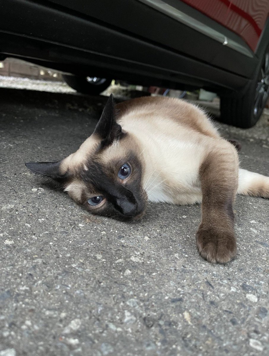 092022u's tweet photo. YouTubeでジュ様の子猫の時に顔も性格も超そっくりなシャムの子がいるの見つけてずっとみてるO⩊O❤️
もはやあの頃のジュ様生き写し！可愛い！ https://t.co/CbYmCzob8k