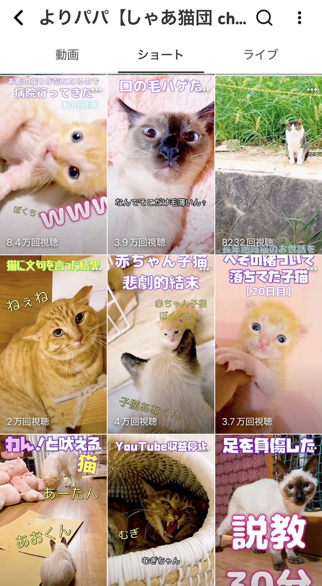 092022u's tweet photo. YouTubeでジュ様の子猫の時に顔も性格も超そっくりなシャムの子がいるの見つけてずっとみてるO⩊O❤️
もはやあの頃のジュ様生き写し！可愛い！ https://t.co/CbYmCzob8k