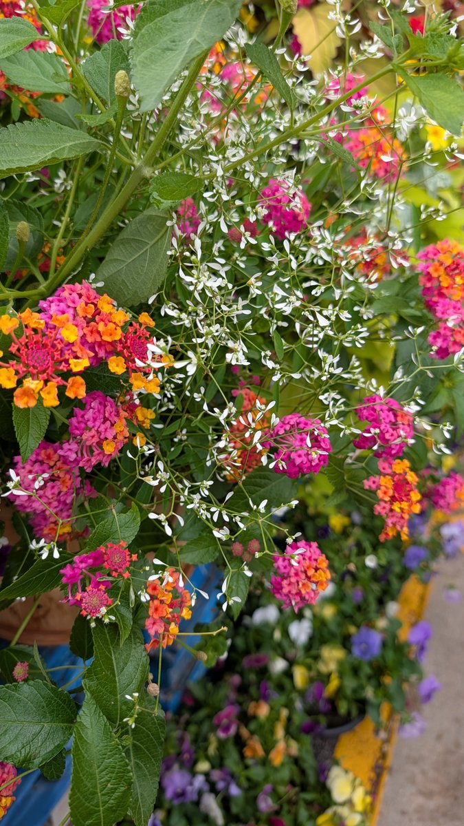MrsRileyForever's tweet photo. Had a great time out today with some friends. I saw this beautiful lantana plant that I would love to get. The colors remind me of a sunset. Then I had this delicious grilled tuna salad sandwich, slaw, and strawberry cheesecake shake. Bought jalapeno and jelly, and honey sticks. https://t.co/Iwm3JR11oF