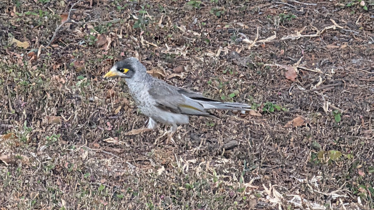dove_of_babylon's tweet photo. little guy spotted https://t.co/NCjAiflfwO