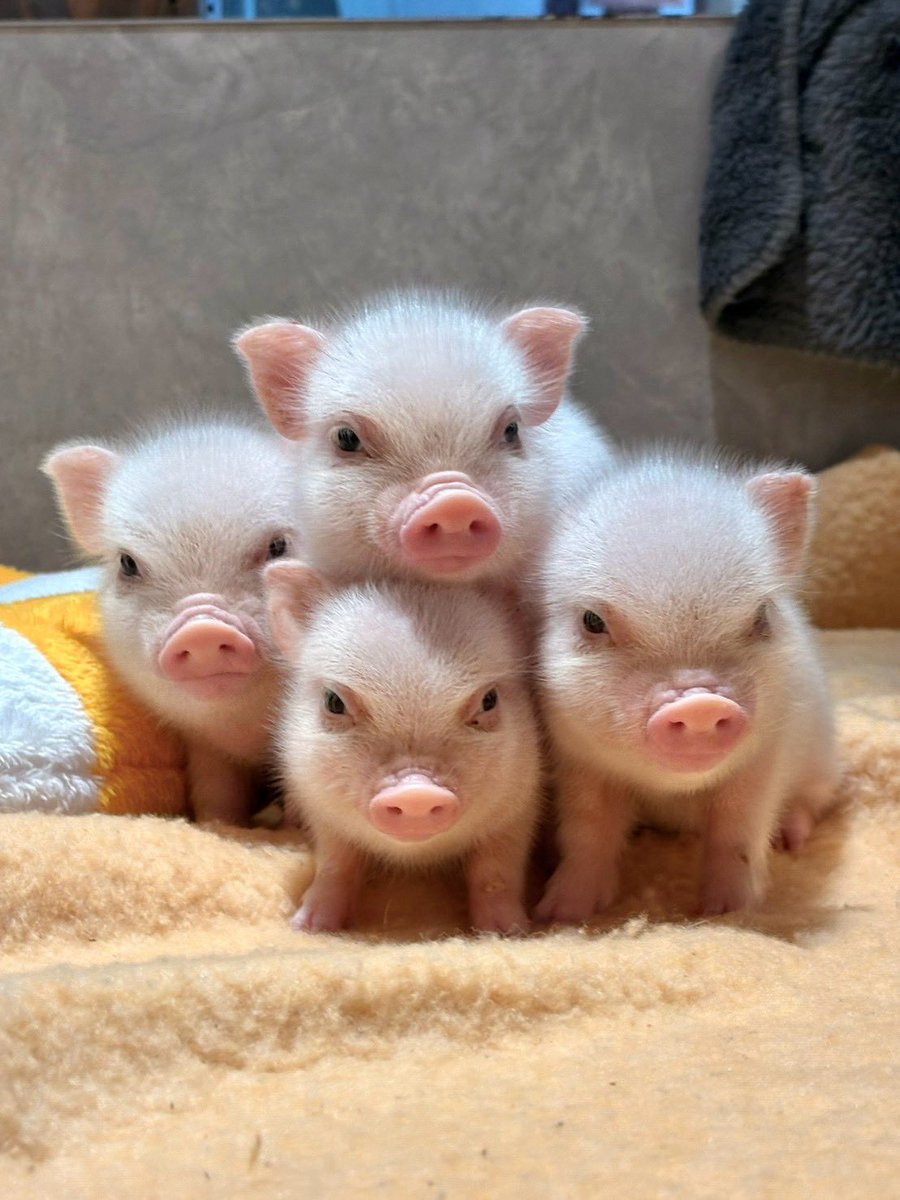 pignic_cafe's tweet photo. この写真アイドルグループみたいで好きなんですよね🐷 https://t.co/iCF4QcDisv