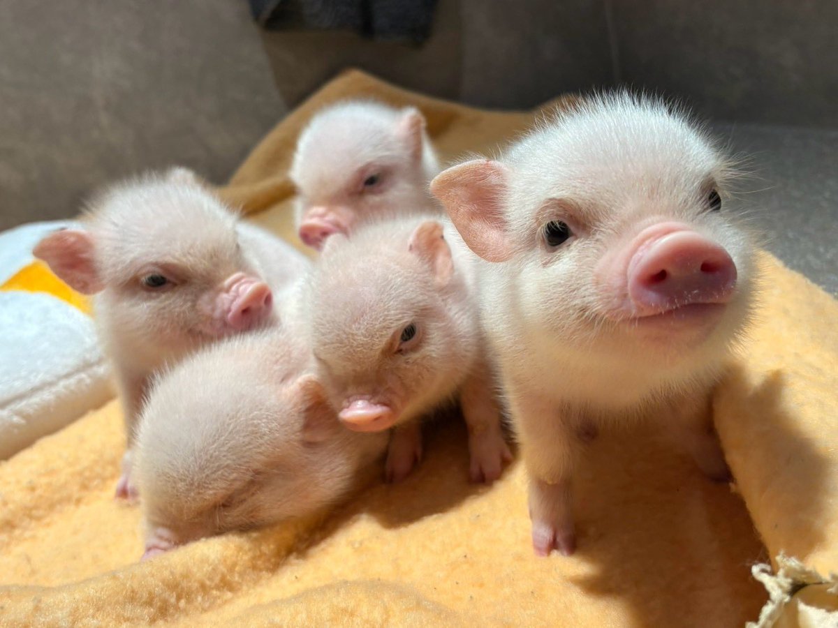 pignic_cafe's tweet photo. この写真アイドルグループみたいで好きなんですよね🐷 https://t.co/iCF4QcDisv