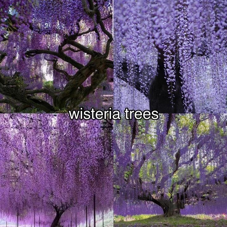 violettweets_'s tweet photo. wisteria. https://t.co/TmHssTJVQQ