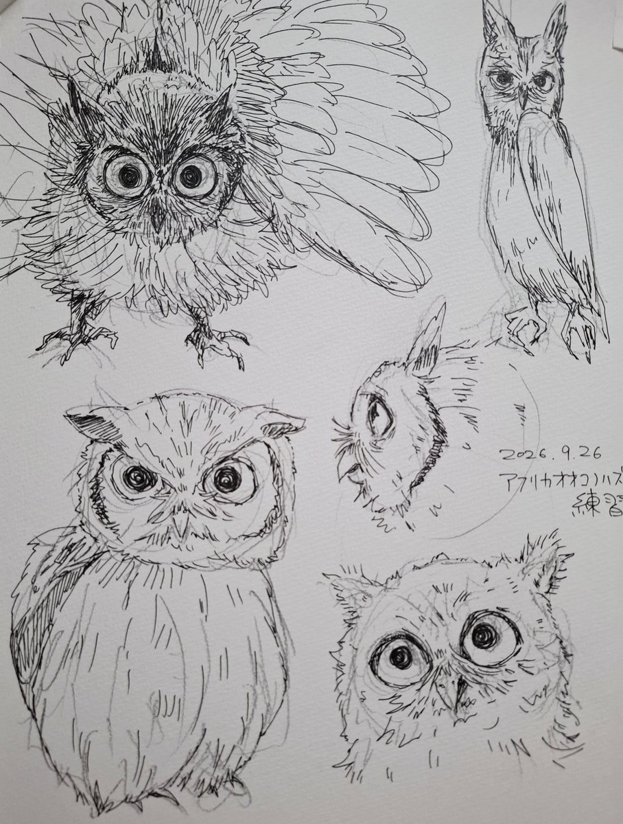 Marin_Kazuha's tweet photo. 練習 アフリカオオコノハズク https://t.co/3me2P3qFhO