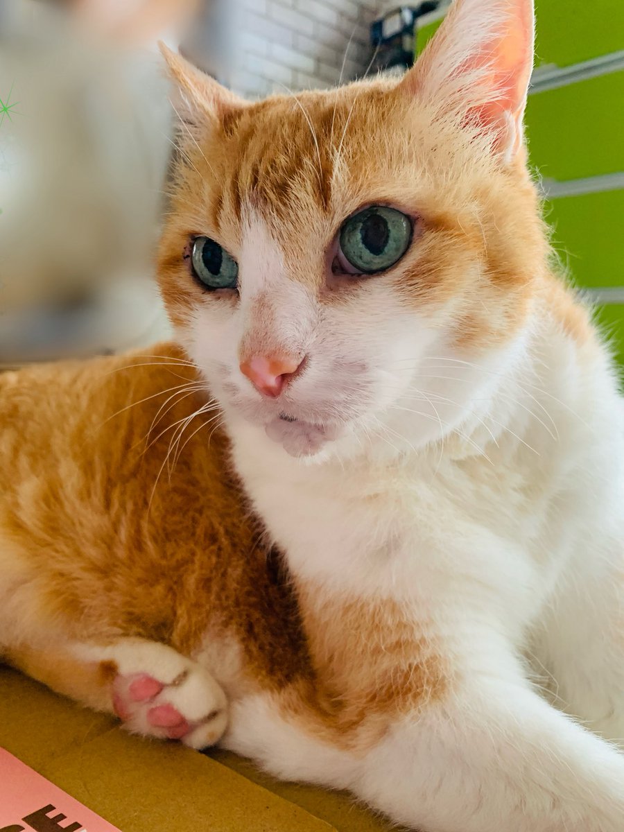 GMgGlNOqVq12607's tweet photo. 😊おはようにゃん🐾💛💜
　٩( ᐛ )و今日も楽しくいきましょう🥳

　#猫好きさんと繋がりたい
　#ハイシニア猫　　#猫のいる暮らし https://t.co/dLhrwECUWp